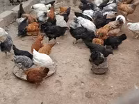 Chickens — photo 6