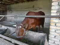 Ցուլ, Red Estonian cattle — լուսանկար 3