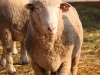 Widder, Suffolk sheep — Foto 4