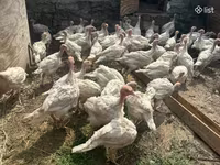 Turkeys — foto 1