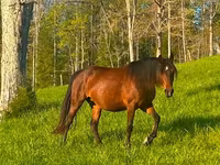 فرس, Rocky Mountain Horse — الصورة 3