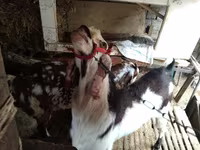Ешкі, Beetal goats — 2-сурет