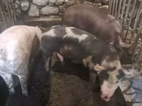मादा सूअर, सूअर — फ़ोटो 4
