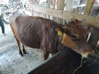 गाय, जर्सी नस्ल — फ़ोटो 2
