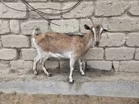 Էգ այծ, Saanen goat — լուսանկար 5