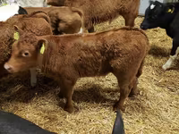मवेशी (लॉट, लिंग निर्दिष्ट नहीं), Simmental cattle — फ़ोटो 4