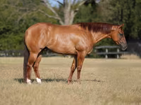 Hengst, Quarter Horse — Foto 1