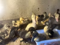 Ducks — Foto 2