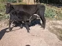 母牛, Cattle — 照片 2