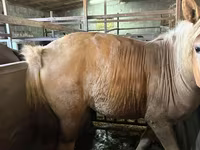 Égua, Cavalos — foto 2