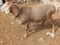 Խոյ, Katum sheep — լուսանկար 2