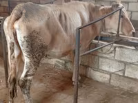 بقرة, Simmental cattle — الصورة 3