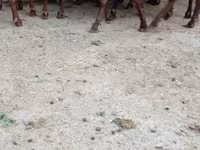 Էգ այծ, Murcia-Granada goats — լուսանկար 4