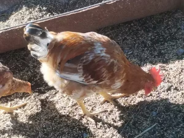 Chickens — Հայաստան
