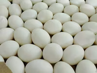 Chickens — Foto 1