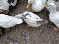 Deutscher Pekin — Foto 2