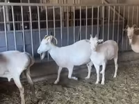 母山羊, Pomellata goat — 照片 4