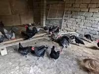 أمريكان غيم — الصورة 2