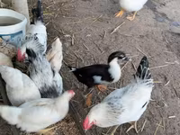 Chickens — Foto 3