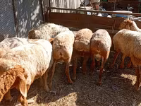 Խոյ, Rhon sheep — լուսանկար 2