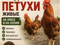 Кучинская юбилейная — сүрөт 1