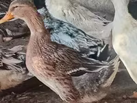 Ducks — լուսանկար 3