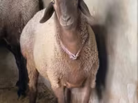 Ram, Sheep — photo 1