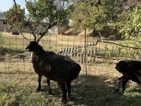 Ոչխար, Ոչխարներ — լուսանկար 4