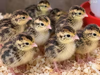 Quails — photo 2