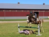Ձի, Pinto horses — լուսանկար 2