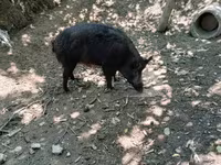 Säue, Schweine — Foto 2