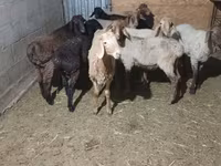 Oveja, Ovejas — foto 2