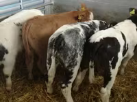 牛只（批次，未指定性别）, Cattle — 照片 3