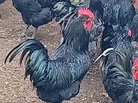 Ավստրալորպ — լուսանկար 1