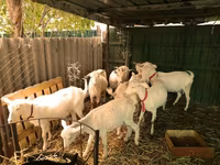 Այծեր (խումբ, սեռը նշված չէ), Pomellata goat — լուսանկար 4