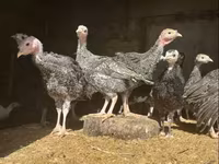 Turkeys — լուսանկար 1