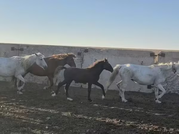 Ձի, Kazakh horse