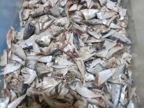 Klosu 50 qepik baliq atxodu yagi bawi icalati gun erzinde olur