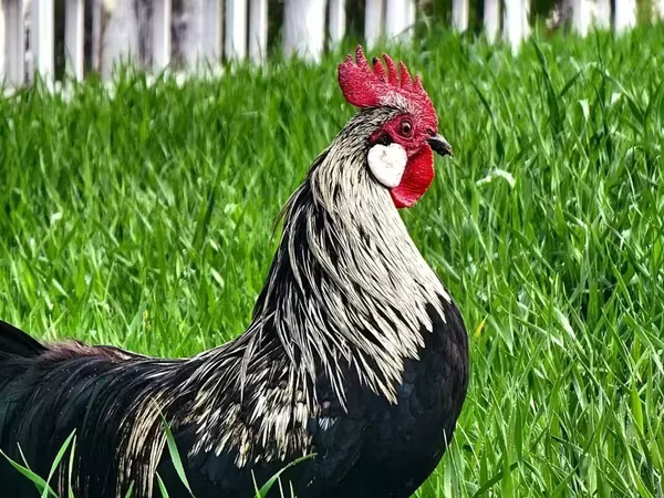 Chickens — Armenia