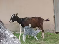 Էգ այծ, Alpine goat — լուսանկար 6