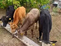 Bull, Cattle — photo 4