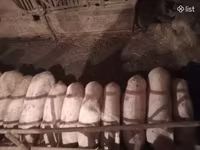 Sow, Pigs — photo 2