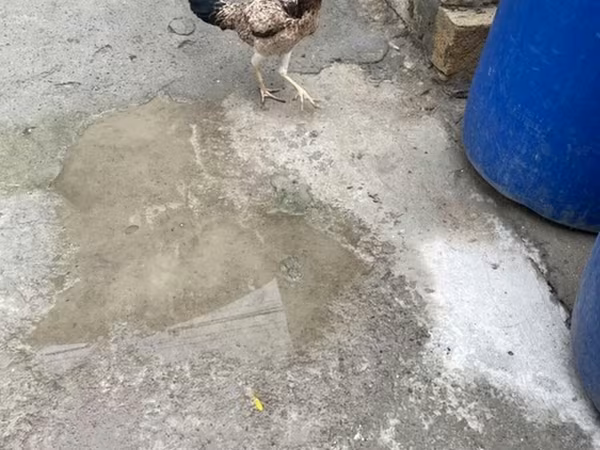 Chickens