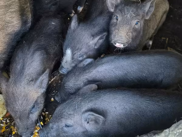 Säue, Вьетнамская вислобрюхая