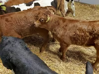 मवेशी (लॉट, लिंग निर्दिष्ट नहीं), Simmental cattle — फ़ोटो 6