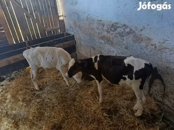 Bull, Russian Black pied cattle