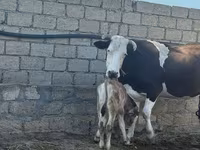 Сиыр, Simmental cattle — 2-сурет