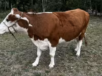 Kuh, Simmental cattle — Foto 2