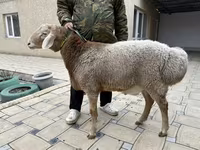 公羊, Sheep — 照片 1