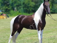 公马, Tennessee Walking Horse — 照片 2